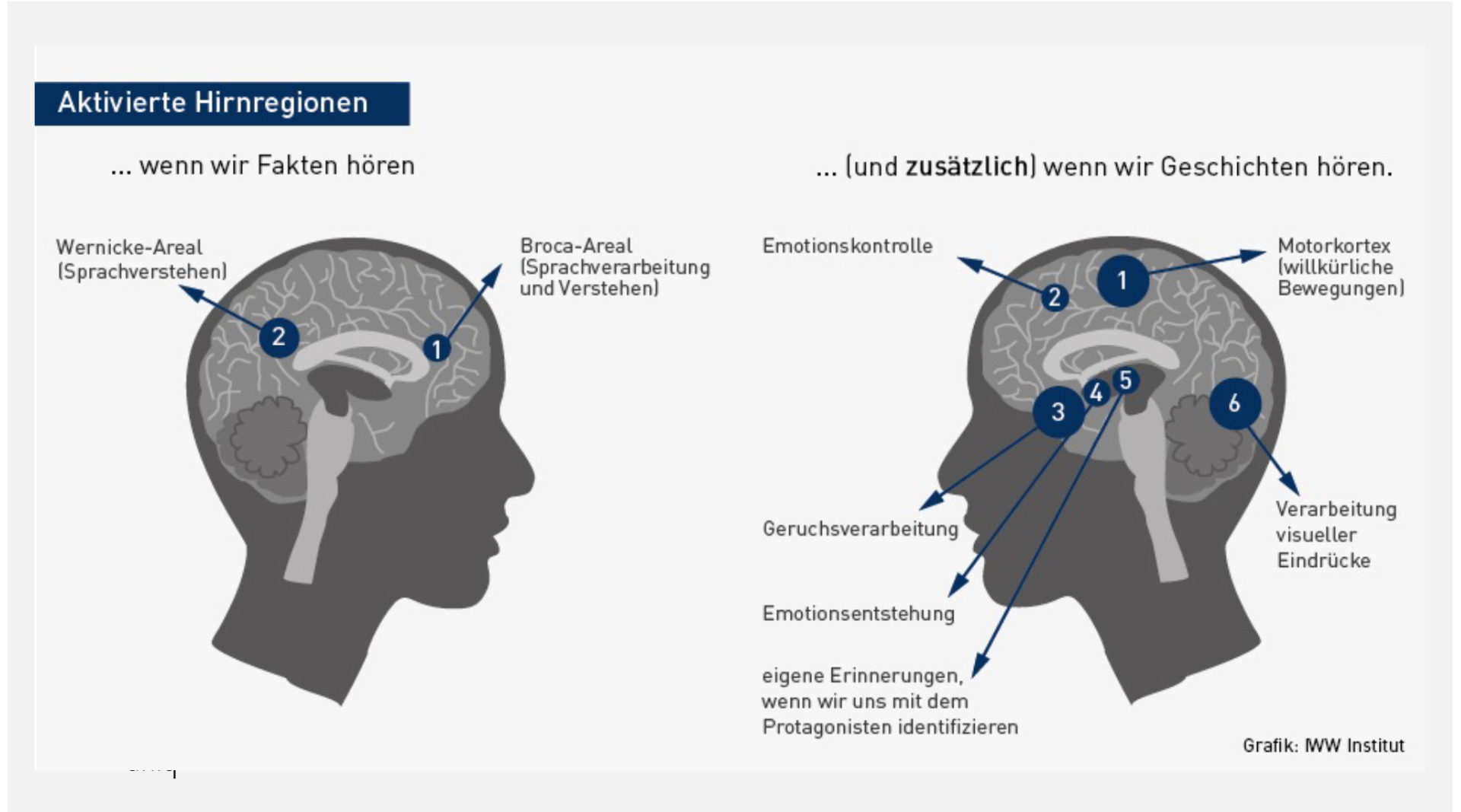 Aktivierte Hirnregionen beim Hören von Fakten und Geschichten